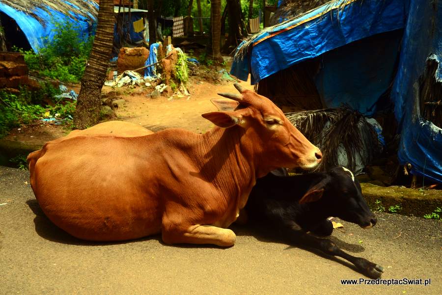 Krowy w Indiach