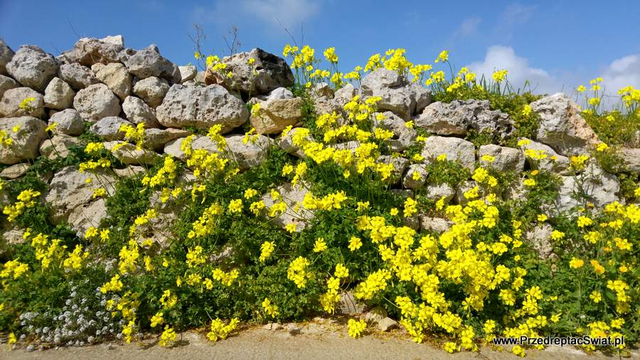 Murek z kamienia - Malta