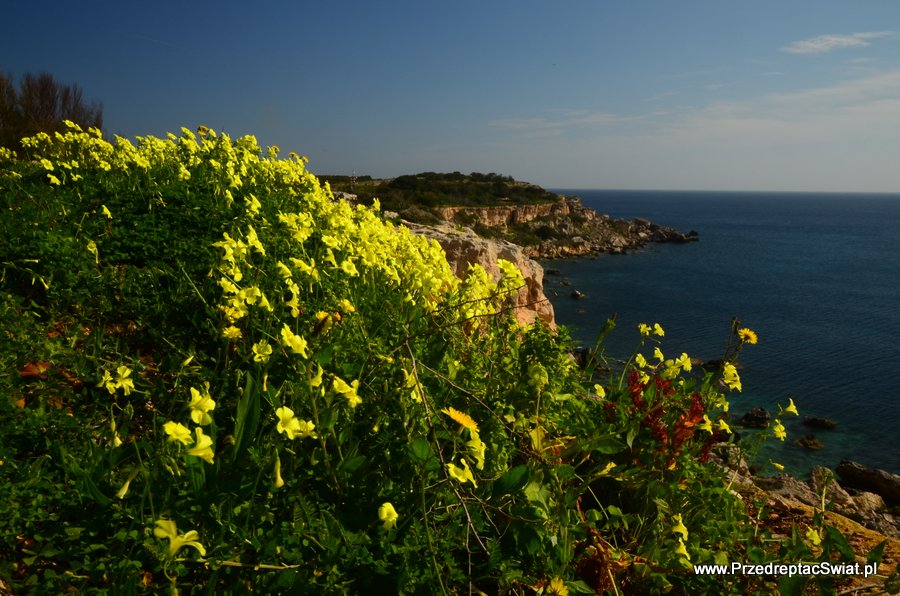 Malta - wiosna - kwiaty