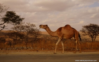 Ciekawe miejsca w Omanie - droga do Rakyut