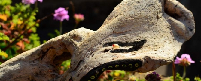 Tanie noclegi na Teneryfie, na plantacji bananów