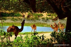 Oman ciekawe miejsca - Wadi Darbat