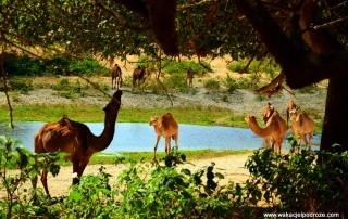 Oman ciekawe miejsca - Wadi Darbat