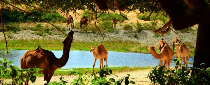 Oman ciekawe miejsca - Wadi Darbat