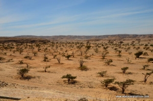 Wadi Dawkah Oman