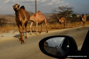 Camel w Omanie