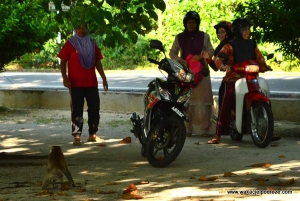 Małpy na wyspie Pangkor