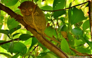 tarsier - bohol