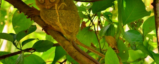 tarsier - bohol