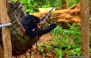 Luang Prabang atrakcje