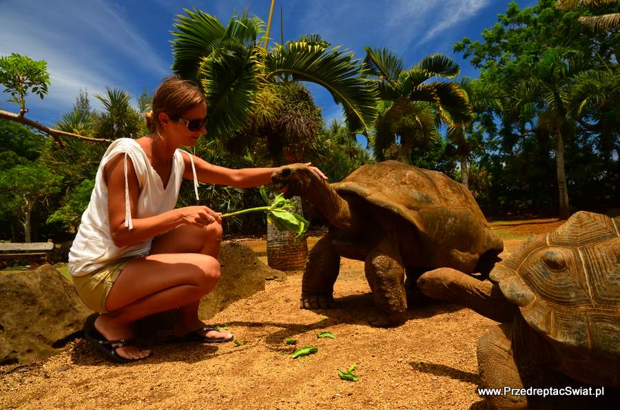 Żółwie olbrzymie i co jeszcze warto zobaczyć na Mauritiusie