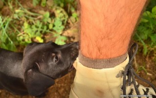 Flats for Pets - co zrobić z psem na czas wyjazdu ?