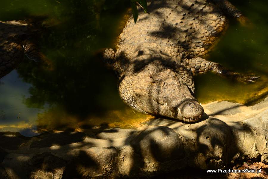 Krokodyl Mauritius