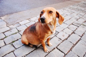 Co zrobić ze zwierzakiem na czas wyjazdu