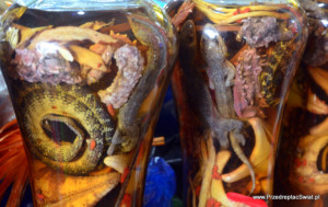 nalewka na wężach wietnam