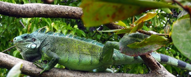 Iguany na Gwadelupie