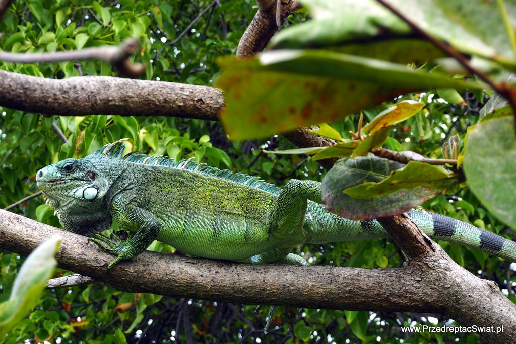 Iguany na Gwadelupie