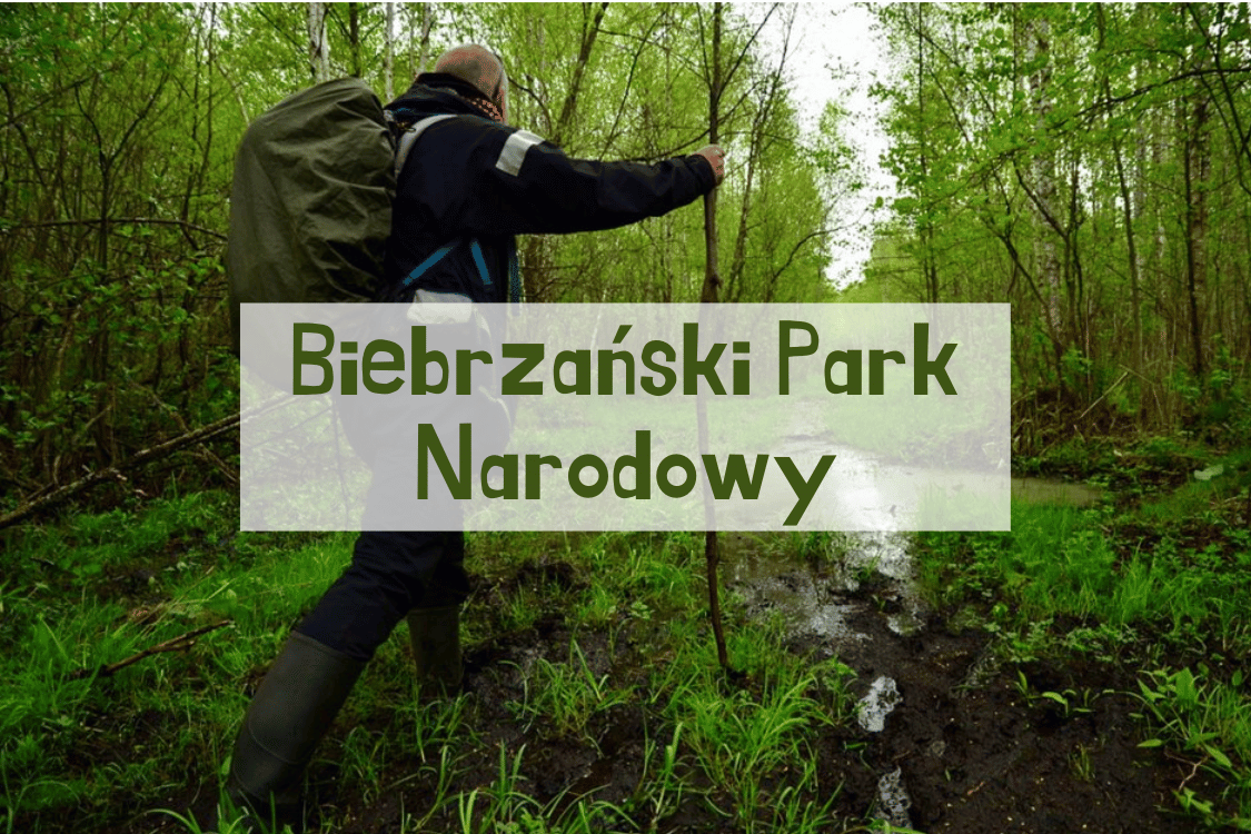 Czy Warto Pojechać do Biebrzańskiego Parku Narodowego?