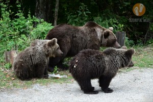 Niedźwiedzie na Transfogarskiej